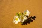 USA, California, Imperial Sand Dunes Recreation Area. Close-up of evening primrose flowers in sand. Art Print